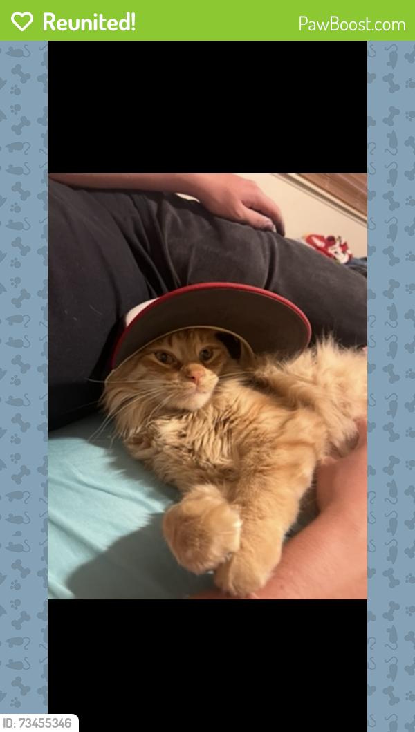 Reunited Male Cat last seen Westminster Homes 80th and Sheridan, Westminster, CO 80031