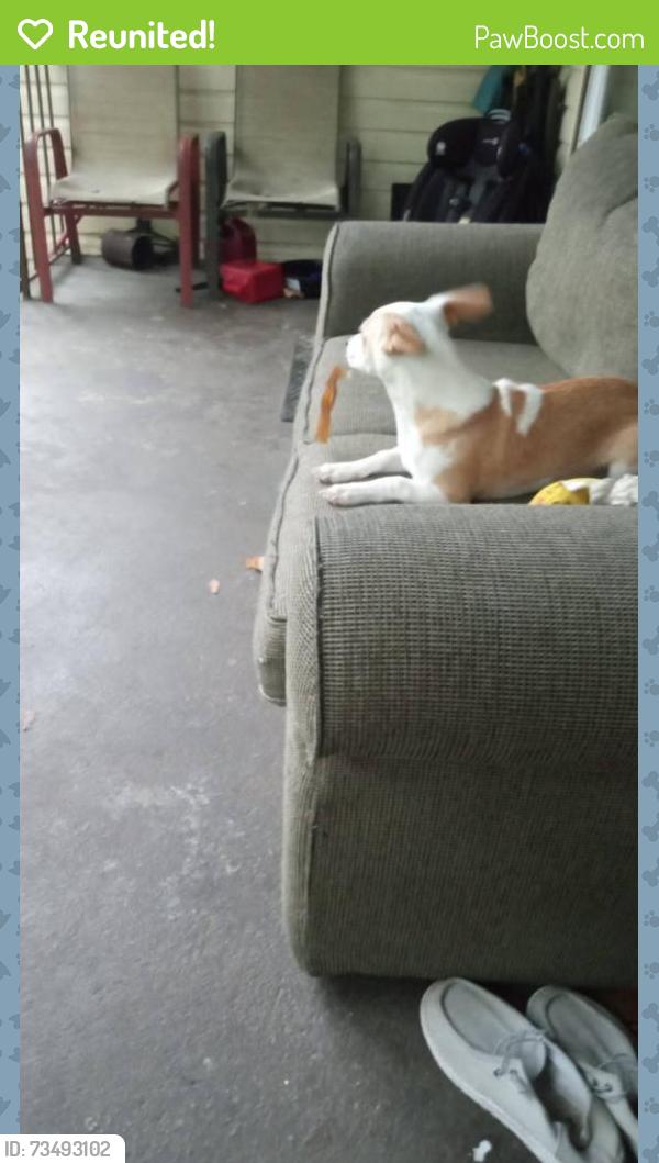 Reunited Male Dog last seen Quick trip raceway, West Columbia, SC 29033