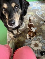 Found/Stray Female Dog last seen Seymour St and Adam St by St. Elizabeth’s hosp, Appleton, WI 54912