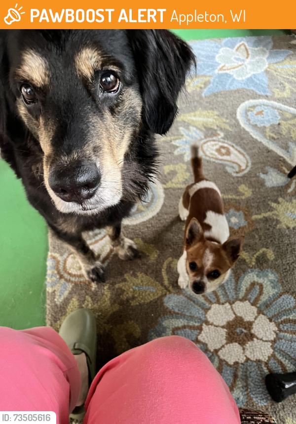Found/Stray Female Dog last seen Seymour St and Adam St by St. Elizabeth’s hosp, Appleton, WI 54912