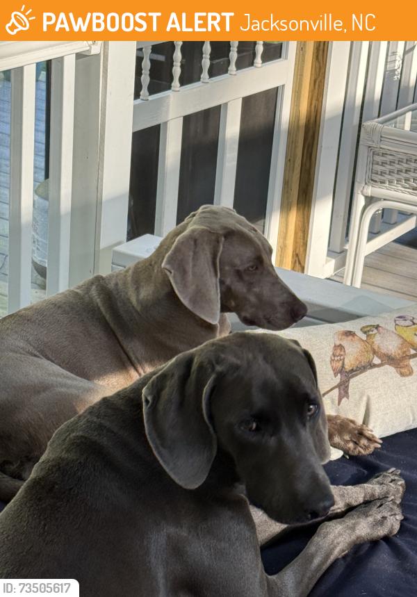 Found/Stray Male Dog last seen Dockside Drive, Jacksonville, NC 28546