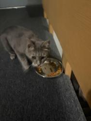 Found/Stray Unknown Cat last seen Waterman Blvd in between Clara and Belt, St. Louis, MO 63112