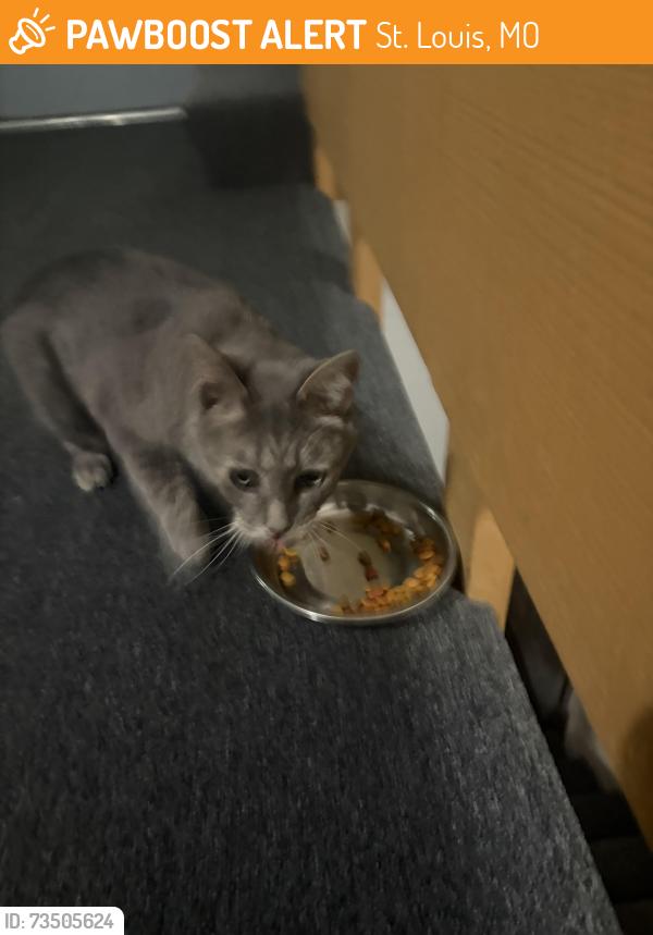 Found/Stray Unknown Cat last seen Waterman Blvd in between Clara and Belt, St. Louis, MO 63112