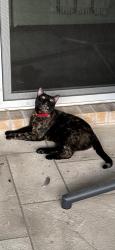 Lost Female Cat last seen Kaatz, Hutto, TX 78634