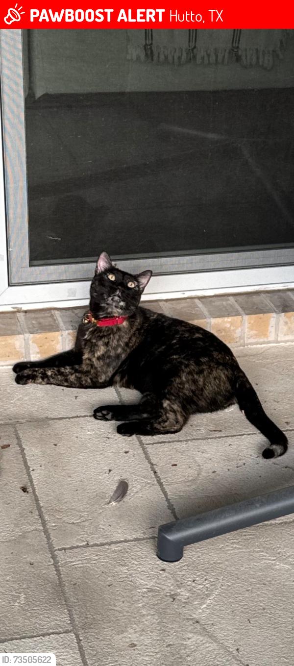 Lost Female Cat last seen Kaatz, Hutto, TX 78634