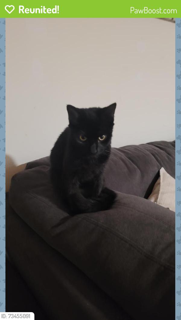 Reunited Female Cat last seen Route 29, Falls Church, VA 22046