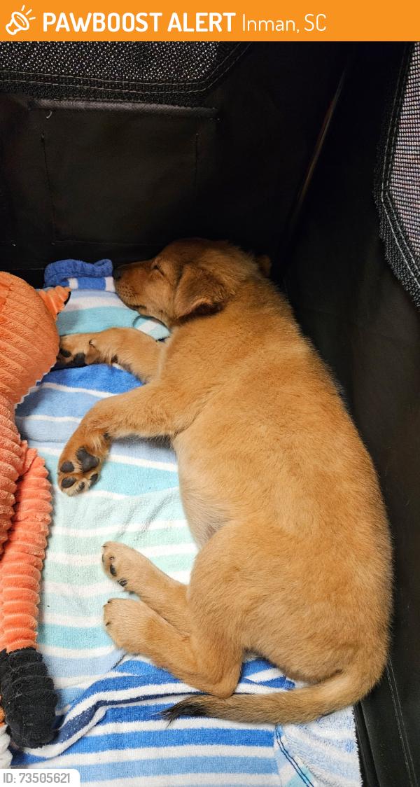 Found/Stray Female Dog last seen New Cut Rd and Runion Rd, Inman, SC 29349
