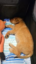 Found/Stray Female Dog last seen New Cut Rd and Runion Rd, Inman, SC 29349