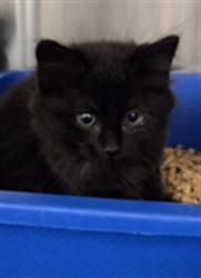 Shelter Stray Female Cat last seen , 232 Eslinger Way, Sanford, FL 32773, USA
