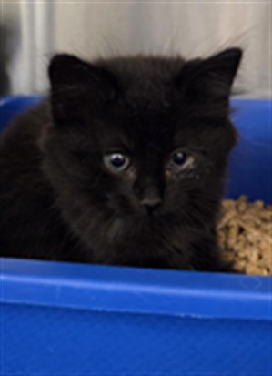 Shelter Stray Female Cat last seen , 232 Eslinger Way, Sanford, FL 32773, USA