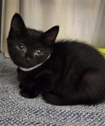 Shelter Stray Female Cat last seen , 232 Eslinger Way, Sanford, FL 32773, USA