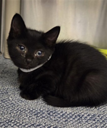 Shelter Stray Female Cat last seen , 232 Eslinger Way, Sanford, FL 32773, USA