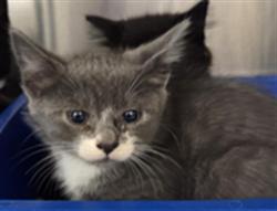 Shelter Stray Female Cat last seen , 232 Eslinger Way, Sanford, FL 32773, USA