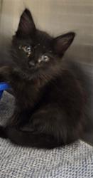 Shelter Stray Male Cat last seen , 232 Eslinger Way, Sanford, FL 32773, USA