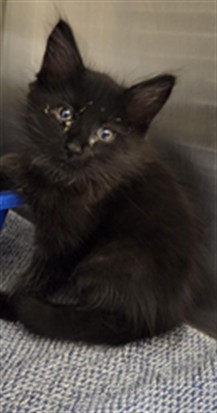 Shelter Stray Male Cat last seen , 232 Eslinger Way, Sanford, FL 32773, USA