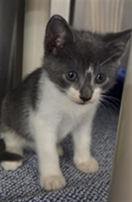 Shelter Stray Male Cat last seen , 232 Eslinger Way, Sanford, FL 32773, USA