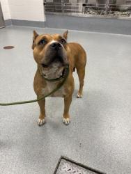 Shelter Stray Female Dog last seen Near, 5001 E Raymond St, Indianapolis, IN 46203, USA