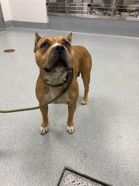 Shelter Stray Female Dog last seen Near, 5001 E Raymond St, Indianapolis, IN 46203, USA