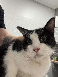 Shelter Stray Male Cat last seen Near, 5001 E Raymond St, Indianapolis, IN 46203, USA