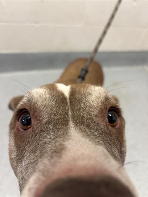 Shelter Stray Female Dog last seen Near, 5001 E Raymond St, Indianapolis, IN 46203, USA