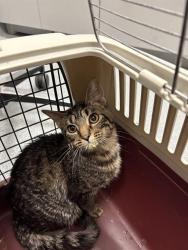 Shelter Stray Female Cat last seen Near, 5001 E Raymond St, Indianapolis, IN 46203, USA