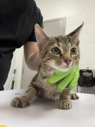 Shelter Stray Male Cat last seen Near, 5001 E Raymond St, Indianapolis, IN 46203, USA