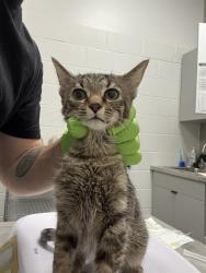 Shelter Stray Female Cat last seen Near, 5001 E Raymond St, Indianapolis, IN 46203, USA