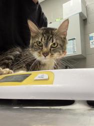 Shelter Stray Female Cat last seen Near, 5001 E Raymond St, Indianapolis, IN 46203, USA
