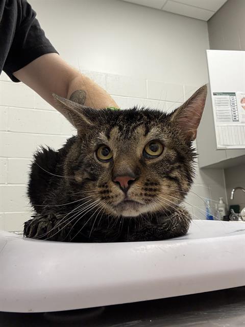 Shelter Stray Male Cat last seen Near, 5001 E Raymond St, Indianapolis, IN 46203, USA