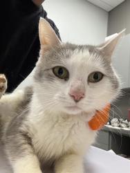 Shelter Stray Female Cat last seen Near, 5001 E Raymond St, Indianapolis, IN 46203, USA