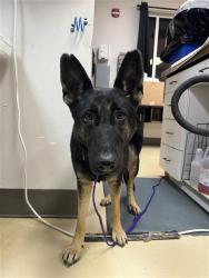 Shelter Stray Female Dog last seen HWY 21, 31078 LA-36, Lacombe, LA 70445, USA