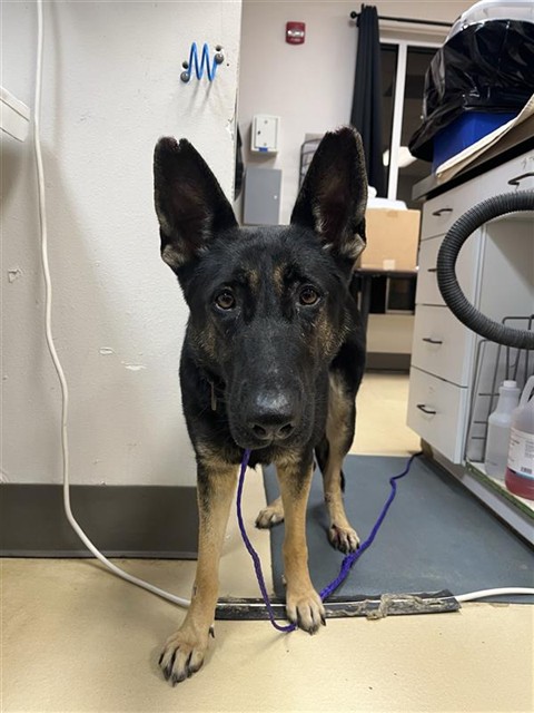 Shelter Stray Female Dog last seen HWY 21, 31078 LA-36, Lacombe, LA 70445, USA