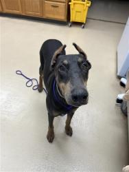 Shelter Stray Female Dog last seen HWY 21, 31078 LA-36, Lacombe, LA 70445, USA