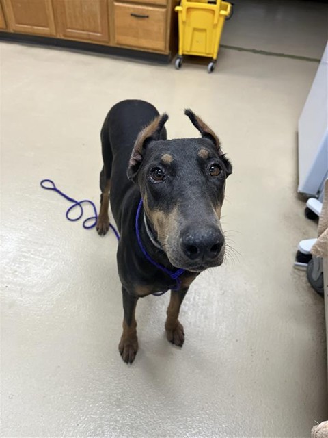 Shelter Stray Female Dog last seen HWY 21, 31078 LA-36, Lacombe, LA 70445, USA