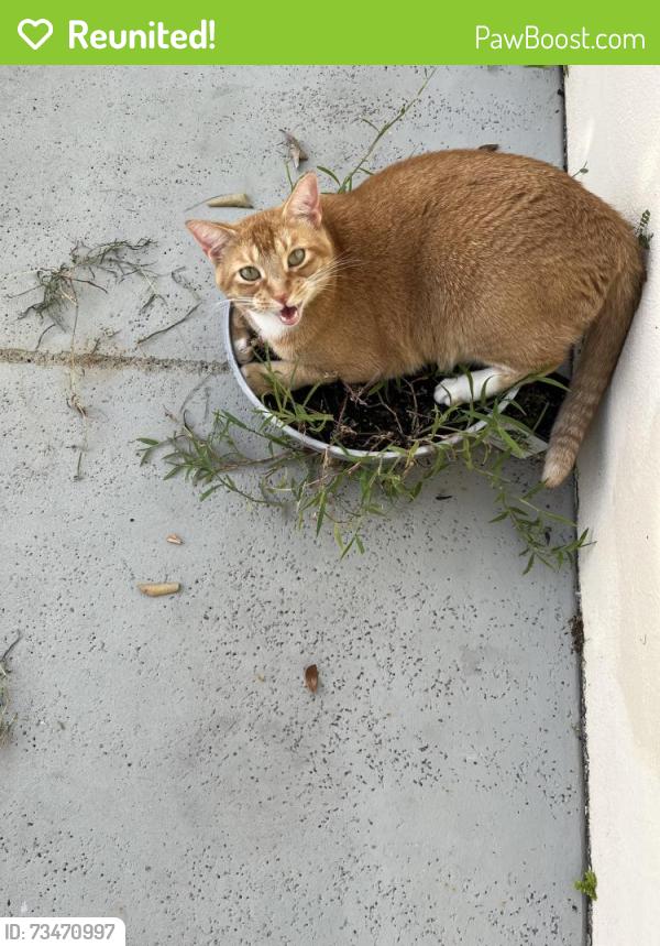 Reunited Male Cat last seen Wellesley at Lake Clarke Shores, West Palm Beach, FL 33406