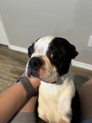 Found/Stray Male Dog last seen Bentsen & Nolana, McAllen, TX 78501