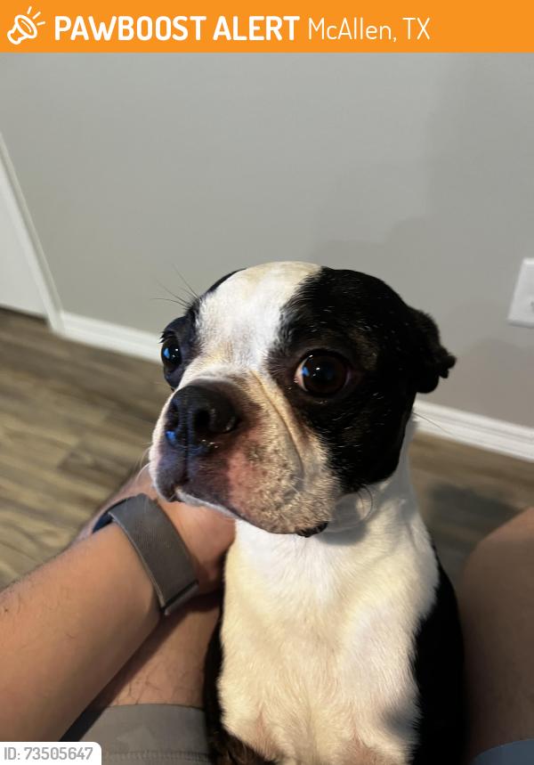 Found/Stray Male Dog last seen Bentsen & Nolana, McAllen, TX 78501