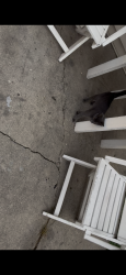 Found/Stray Unknown Cat last seen In the alley on 19th st, Milwaukee, WI 53215