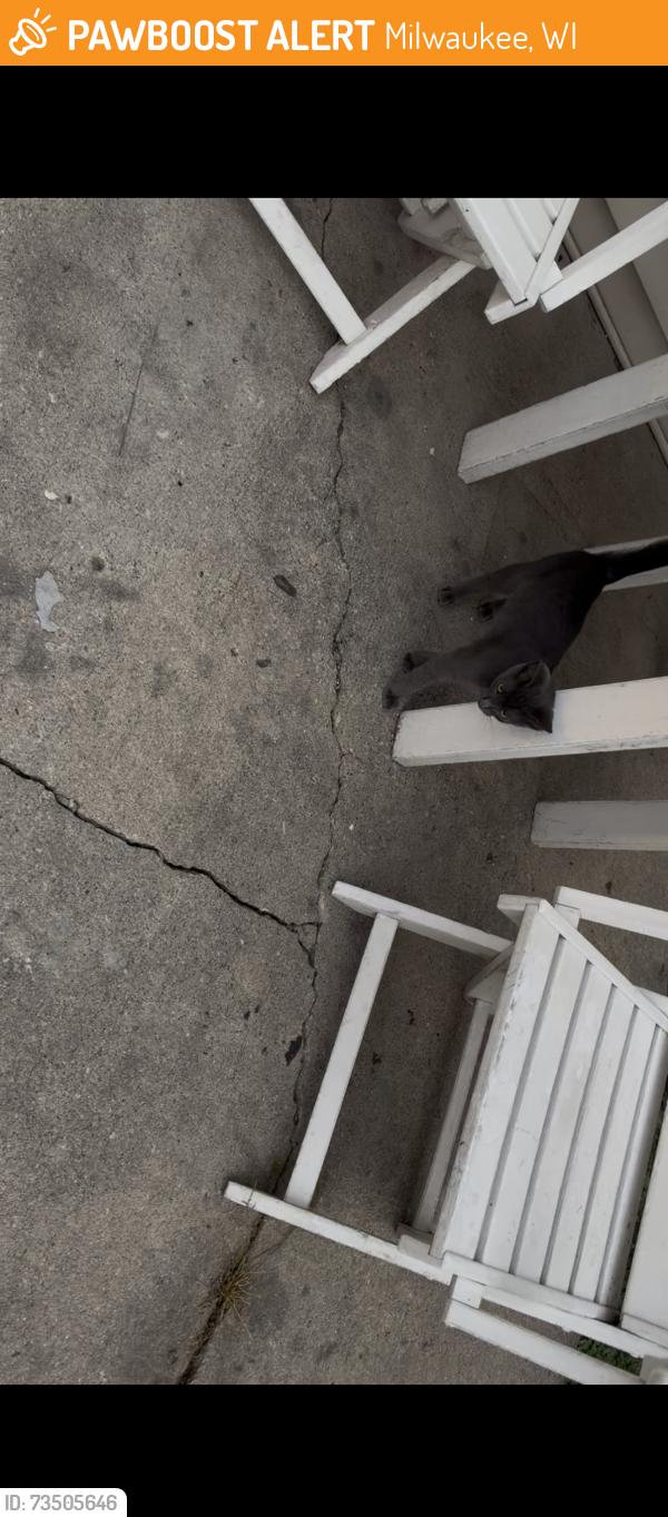 Found/Stray Unknown Cat last seen In the alley on 19th st, Milwaukee, WI 53215
