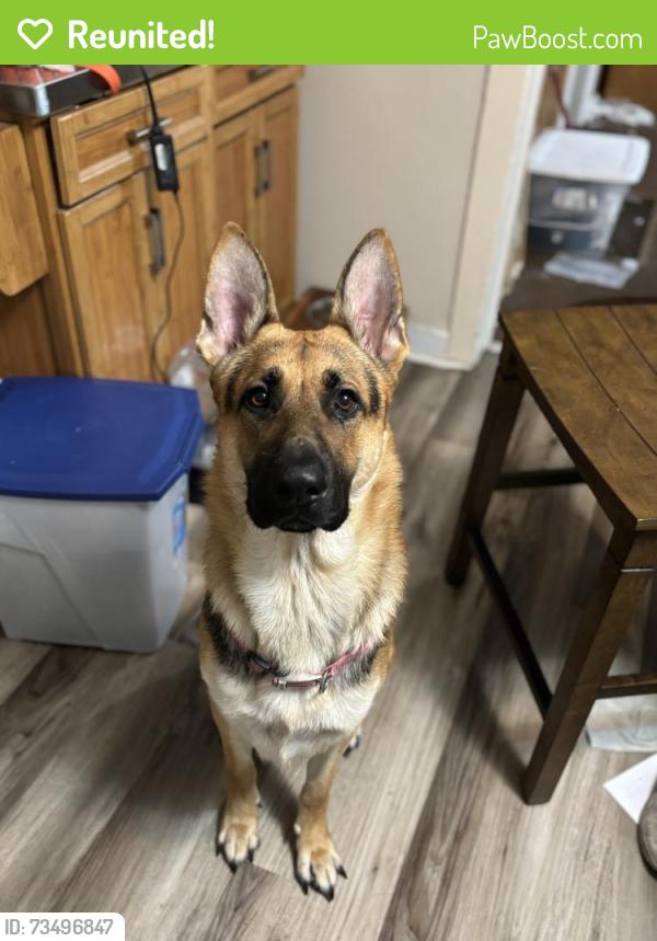 Reunited Male Dog last seen Water street, Chillicothe, OH 45601