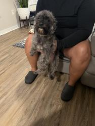 Reunited Female Dog last seen Tuscan Lane, Fort Worth, TX 76123