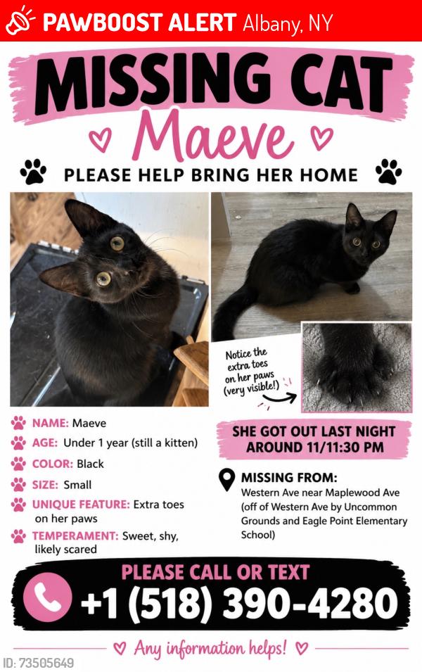 Lost Female Cat last seen Maple wood ave western ave uncommon grounds eagle hill elementary, Albany, NY 12203