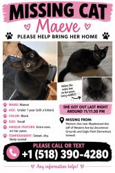 Lost Female Cat last seen Maple wood ave western ave uncommon grounds eagle hill elementary, Albany, NY 12203