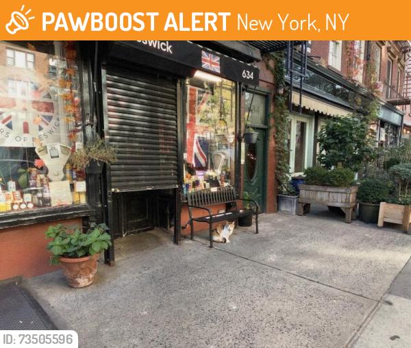 Found/Stray Unknown Cat last seen Near Hudson St, New York, NY 10014, New York, NY 10014