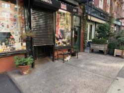 Found/Stray Unknown Cat last seen Near Hudson St, New York, NY 10014, New York, NY 10014
