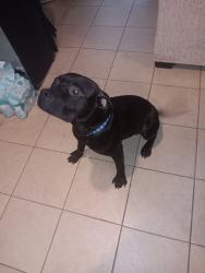 Found/Stray Male Dog last seen SR 559, Auburndale, FL 33823