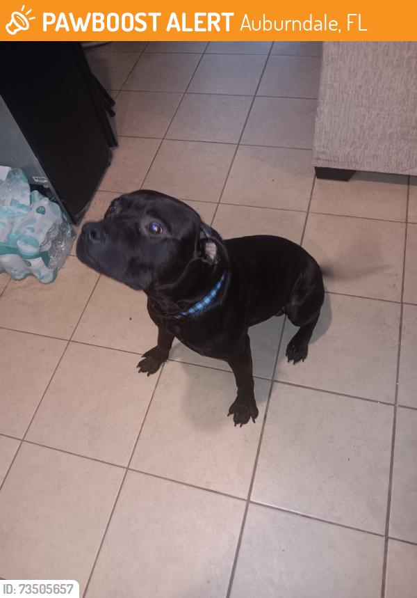 Found/Stray Male Dog last seen SR 559, Auburndale, FL 33823