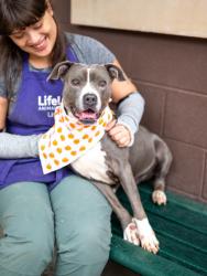 Shelter Stray Female Dog last seen Near Lavista Road, 30084, GA, 3280 Chamblee Dunwoody Rd, Chamblee, GA 30341, USA