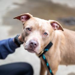 Shelter Stray Female Dog last seen Near S Hairston Road, 30088, GA, 3280 Chamblee Dunwoody Rd, Chamblee, GA 30341, USA