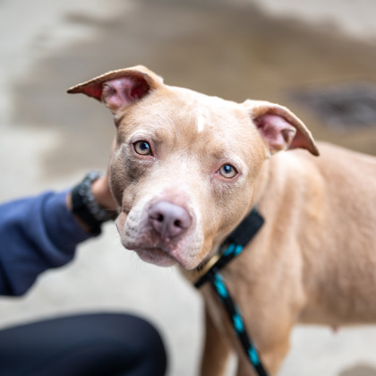 Shelter Stray Female Dog last seen Near S Hairston Road, 30088, GA, 3280 Chamblee Dunwoody Rd, Chamblee, GA 30341, USA